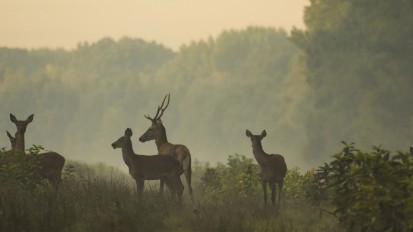Le meilleur endroit pour observer des animaux sauvages