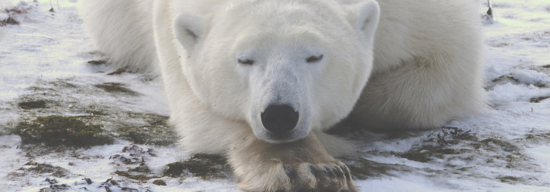Best of Canada - Best Wildlife Spotting - Churchill