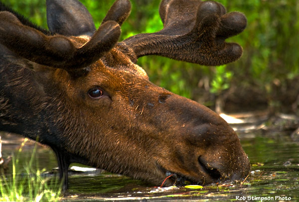 Coleman - Get Outside Day Canada - Wildlife in the wild