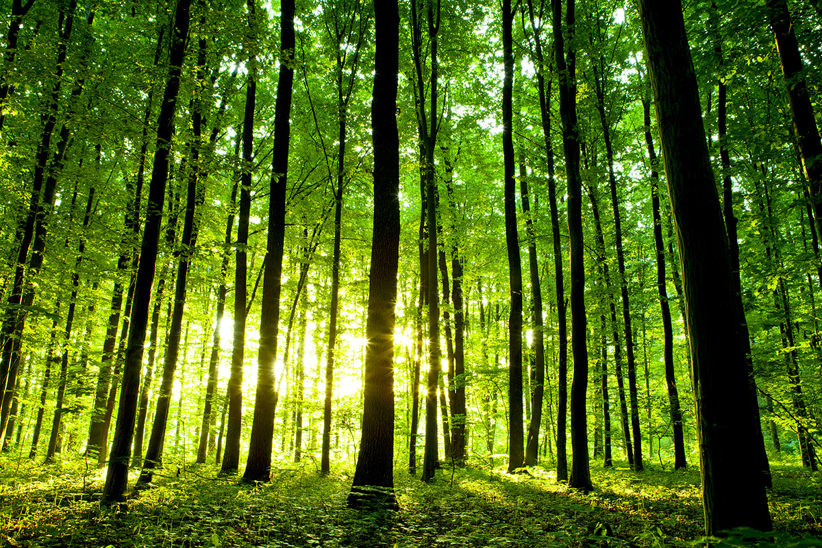 Coleman - Get Outside Day Canada - Nature and Mental Health