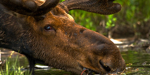wildlife-1